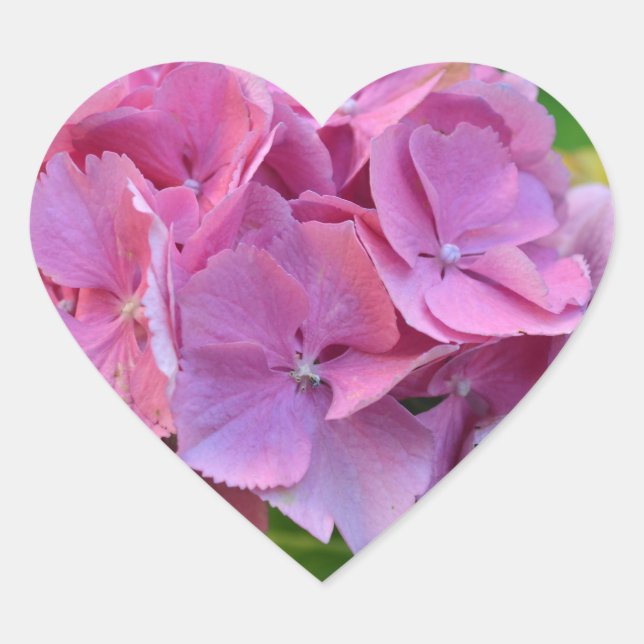 Sticker Cœur Hydrangea à pompons roses Hortensia Fleur (Devant)