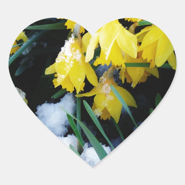 Sticker Cœur Jaune Daffodils fleurs dans la neige (Devant)