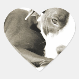 Sticker Cœur joli pitbull endormi paresseux