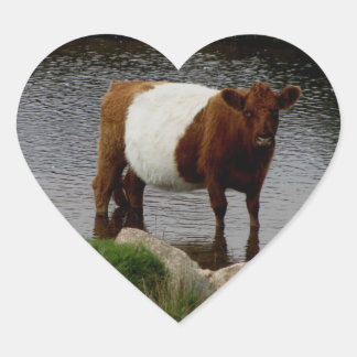 Sticker Cœur La Vache Galloway À Ceinture Dartmoor Se Trouve Da