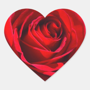 Sticker Cœur Le coeur rouge-foncé s'est levé