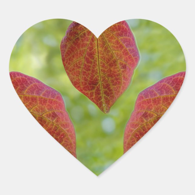 Sticker Cœur Les Feuilles d'amour de la nature (Devant)