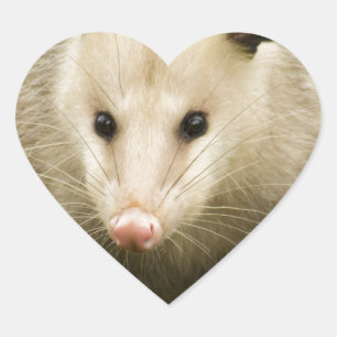 Sticker Cœur Les opossums sont jolis - opossum Didelphimorphia