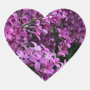 Sticker Cœur lilas rose violet   photo florale rose romantique