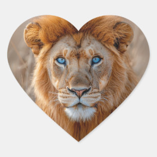 Sticker Cœur Lion majestueux mâle aux yeux bleus brillants