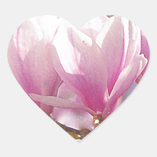 Sticker Cœur Magnolia rose-pourpre en floraison - Fleur de prin