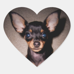 Sticker Cœur mini pinscher.