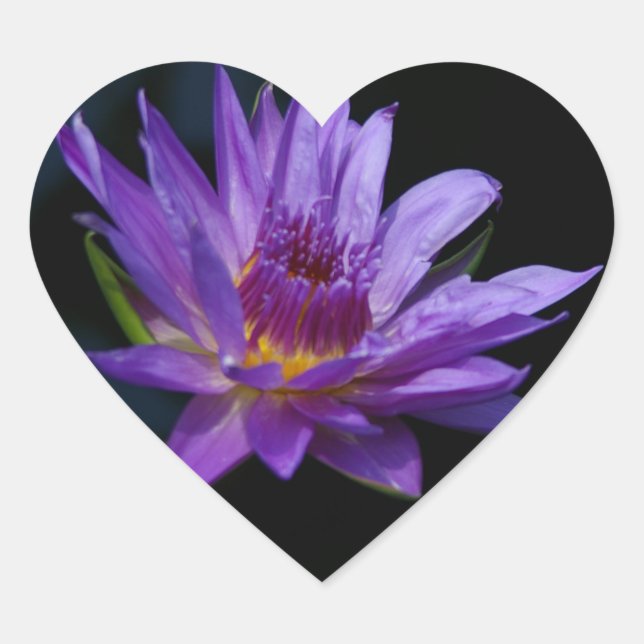 Sticker Cœur Nénuphar Lotus (Devant)
