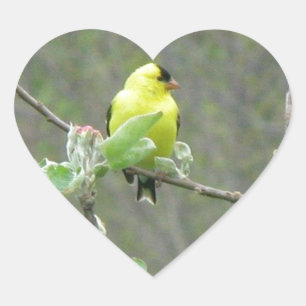 Sticker Cœur Objets représentant les oiseaux chanteurs d'été