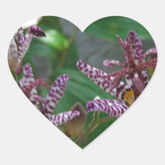 Sticker Cœur Orchidée blanche rayée violette rose comme lys de  (Devant)