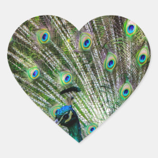 Sticker Cœur Peacock étonnant et plumes accessoires photo