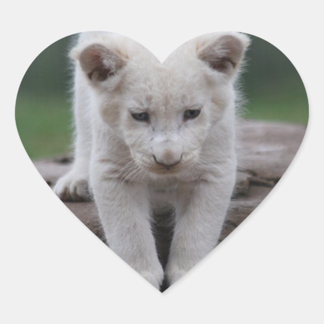 Sticker Cœur Petit lion blanc (Devant)