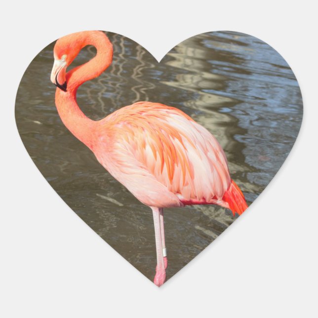 Sticker Cœur Photo Flamant rose orange (Devant)