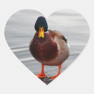 Sticker Cœur Photo Mallard Duck