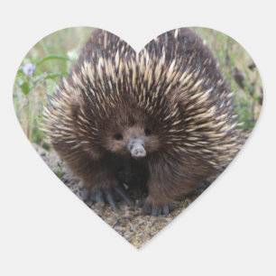 Sticker Cœur Photo native Australian Wild Echidna