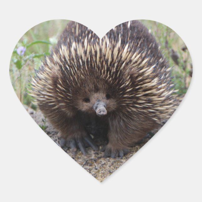 Sticker Cœur Photo native Australian Wild Echidna (Devant)