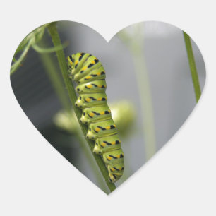 Sticker Cœur Pilière à queue noire (chenille) sur Dil