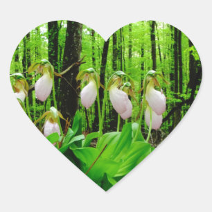 Sticker Cœur Pink Lady Slipper sauvage orchidée