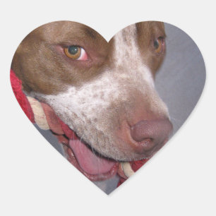 Sticker Cœur Pitbull effronté