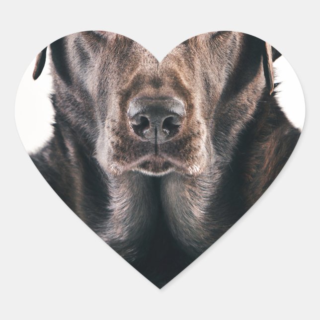 Sticker Cœur Portrait du Labrador au chocolat (Devant)