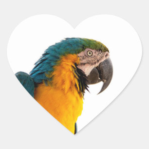 Sticker Cœur Post-it Notes perroquet