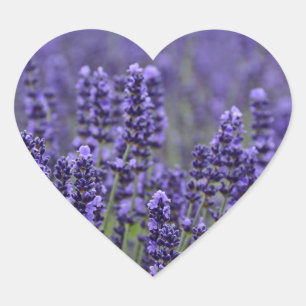 Sticker Cœur prairie de lavande violette
