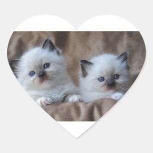 Sticker Cœur Ragdoll Kittens
