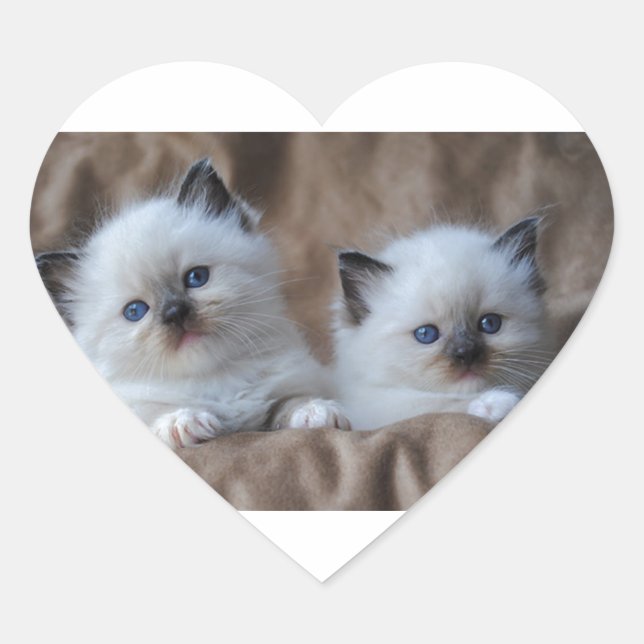Sticker Cœur Ragdoll Kittens (Devant)