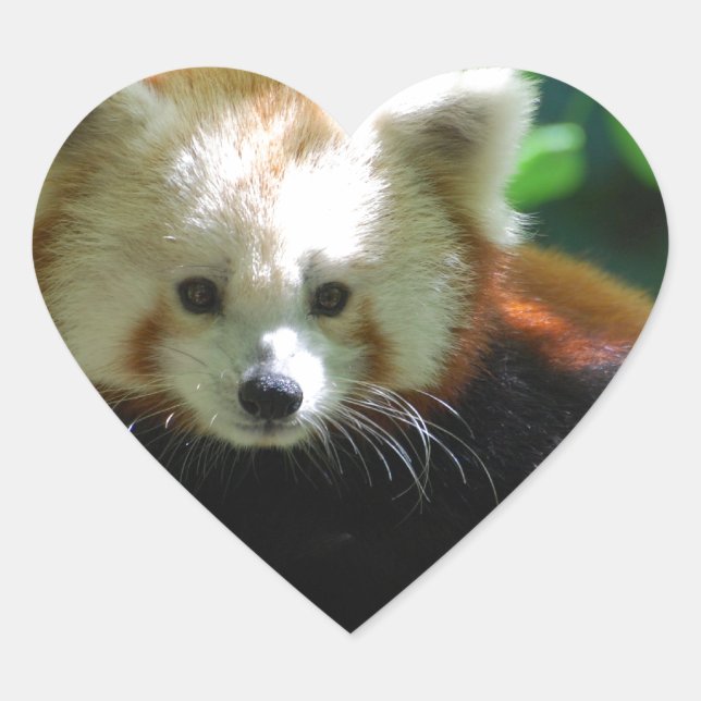 Sticker Cœur red-panda-11.jpg (Devant)