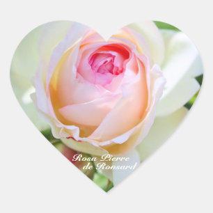 Sticker Cœur Rosa Pierre de Ronsard