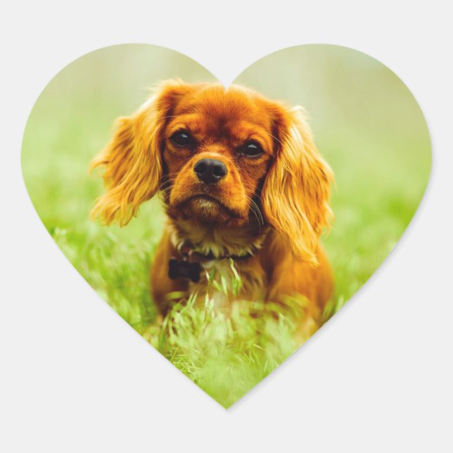 Sticker Cœur Ruby Cavalier King Charles Spaniel (Devant)