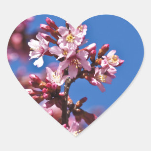 Sticker Cœur Sakura Cerisiers en Fleur Touchant le Bleu