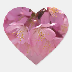 Sticker Cœur Sakura Cherry Blossoms Delicate Pink Bouquet