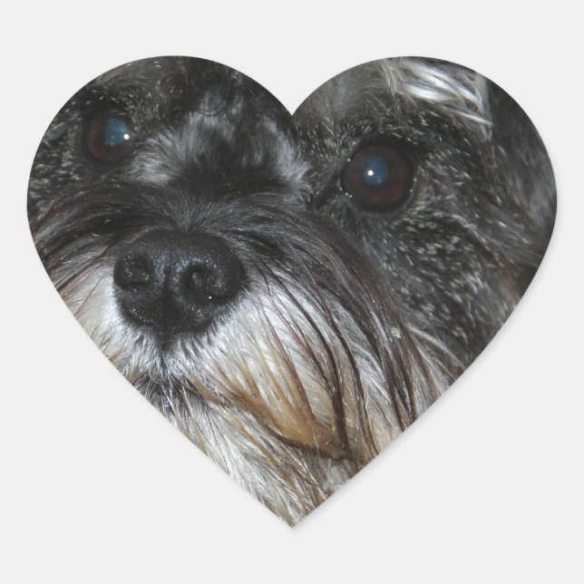 Sticker Cœur Schnauzer miniature (Devant)