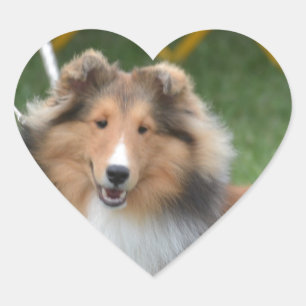 Sticker Cœur Sheltie mignon