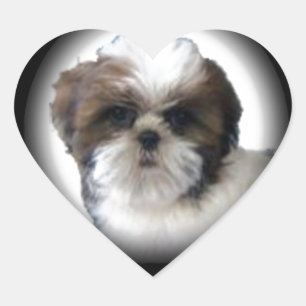 Sticker Cœur Shih-Tzu
