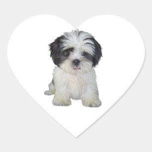 Sticker Cœur Shih Tzu (nb) - Chiot