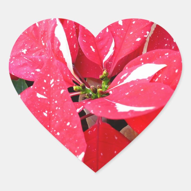 Sticker Cœur Shimmer Star Surprise Poinsettia vacances Florale (Devant)