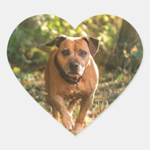 Sticker Cœur Staffordshire bull terrier