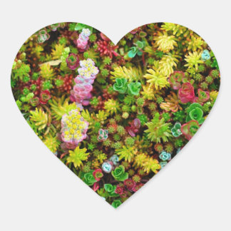 Sticker Cœur Succulents variés Plantes multicolores