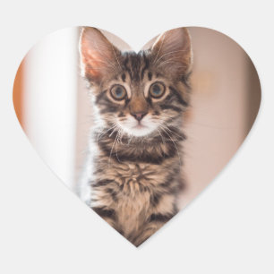 Sticker Cœur Tabby Kitten sur la table