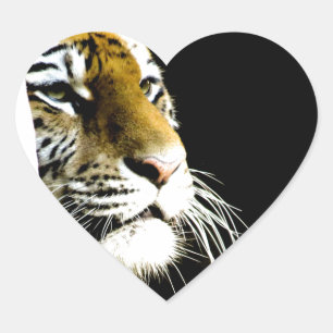 Sticker Cœur Tigre