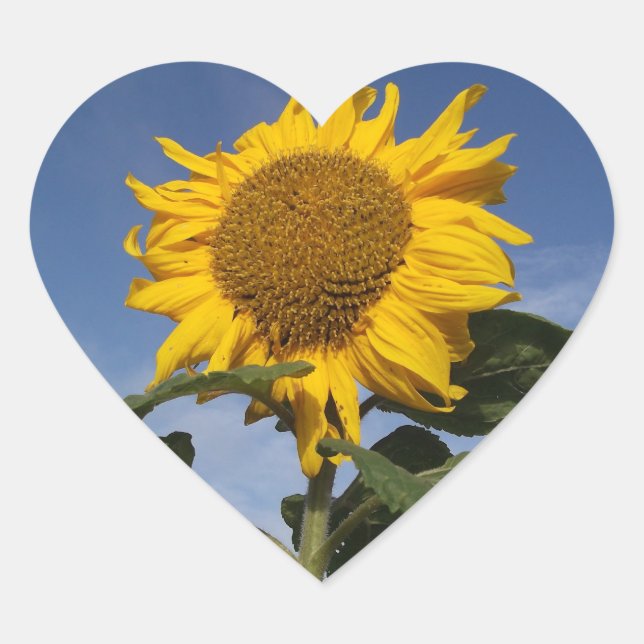 Sticker Cœur Tournesol contre ciel bleu (Devant)
