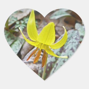 Sticker Cœur Trout Lily Fleur sauvage - Erythronium americanum
