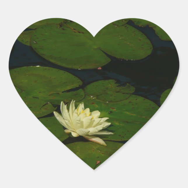 Sticker Cœur White Waterlily I Peaceful (Devant)