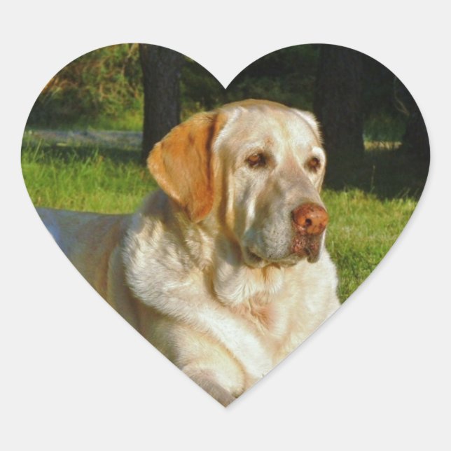 Sticker Cœur Yellow Labrador Retriever (Devant)