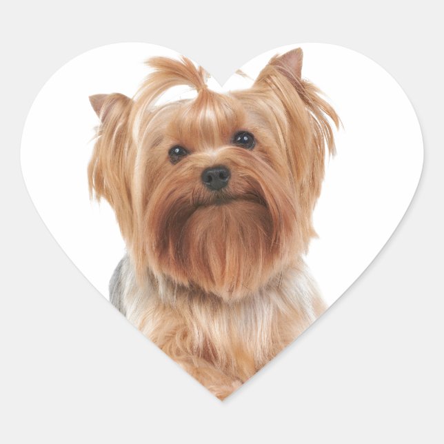 Sticker Cœur Yorkshire Terrier (Devant)