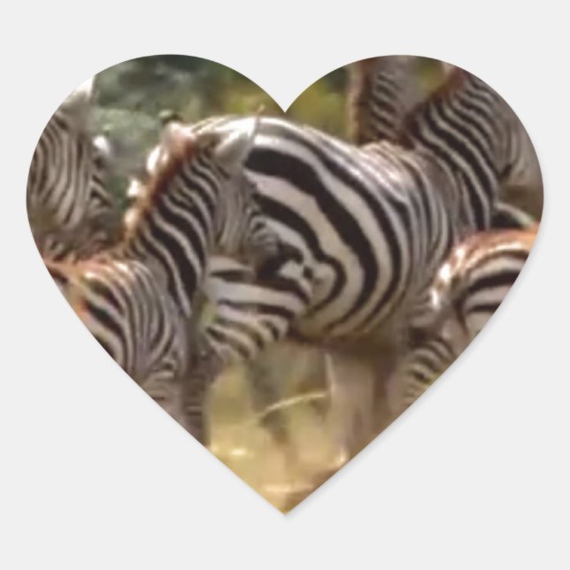 Sticker Cœur Zèbres en mouvement : Un voyage de mille milles (Devant)