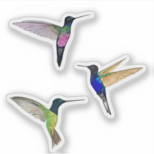 Sticker Colibri tropical