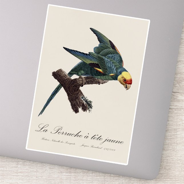 Sticker Conure de Caroline, Conuropsis carolinensis (Carolina parakeet, Conuropsis carolinensis. Sticker)